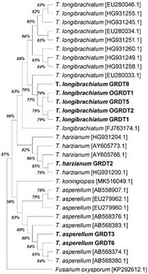 Potential of Trichoderma strains to positively modulate plant growth processes and bulb yield in Rabi onion